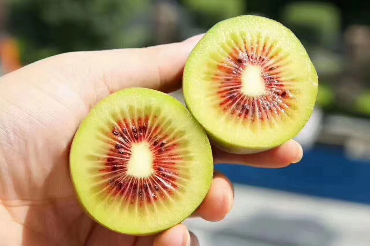 紅色文化打造百億產業(yè),第三屆中國蒼溪紅心獼猴桃采摘節(jié)