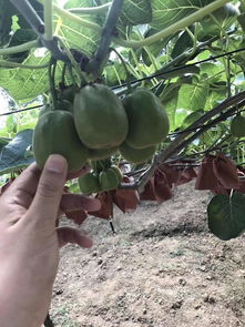 情懷我只賣這一次,品質才是我的生命 蒼溪紅心獼猴桃