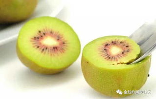 高縣最好吃的原生態(tài)紅心獼猴桃 這一輩子都不會再有比它還好吃的水果