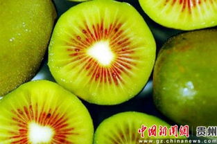 六盤水涼都紅心獼猴桃果酒獲準進入美國市場