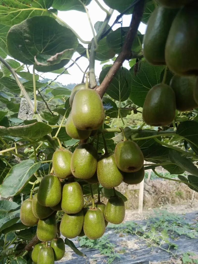 湘西特產鳳凰紅心獼猴桃果園直發,一件也是批發價,沒中間商賺差 - 抖