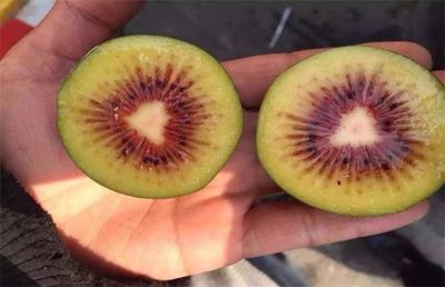 紅心獼猴桃高產施肥方法