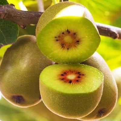 紅心獼猴桃批發市場