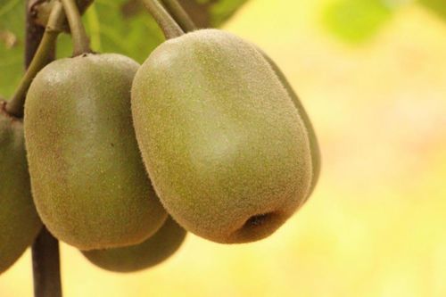 國產紅心獼猴桃k.0進口奇異果 京喜包銷500萬斤的 果中網紅 名不虛傳