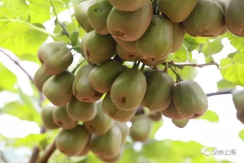 苗鄉富硒紅心獼猴桃來啦