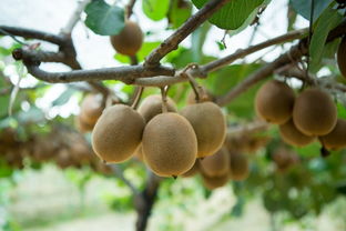 鎮街子網::蕭山網