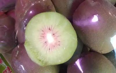 紅心獼猴桃不到采摘期,某批發市場卻每天賣幾十噸!到底害了誰?