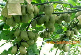 紅心獼猴桃苗報價 紅心獼猴桃苗生產廠家,紅心獼猴桃苗報價 紅心獼猴桃苗生產廠家生產廠家,紅心獼猴桃苗報價 紅心獼猴桃苗生產廠家價格