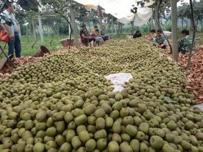 記者暗訪水果市場 水果早采到底傷了誰的神經