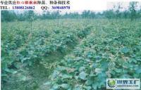 專(zhuān)業(yè)0紅心獼猴桃嫁接苗_農(nóng)副產(chǎn)品_世界工廠網(wǎng)中國(guó)產(chǎn)品信息庫(kù)