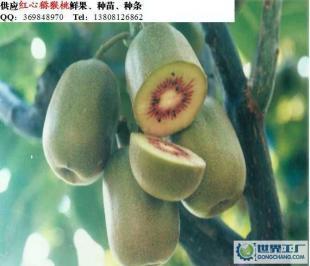 大量0紅心獼猴桃鮮果價(jià)格_大量0紅心獼猴桃鮮果廠家_世界工廠網(wǎng)產(chǎn)品信息庫(kù)