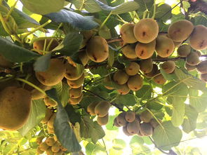 建德館 紅心獼猴桃2斤簡(jiǎn)裝單果克重60g左右 江浙滬皖包郵 維好多果園生態(tài)無(wú)公害超甜