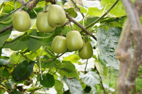 浙 川東西部扶貧協(xié)作助推沐川農(nóng)特產(chǎn)品銷(xiāo)售