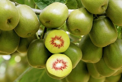 全國(guó)哪的獼猴桃最好吃 認(rèn)準(zhǔn)這5個(gè)獼猴桃產(chǎn)地,看看有你家鄉(xiāng)嗎