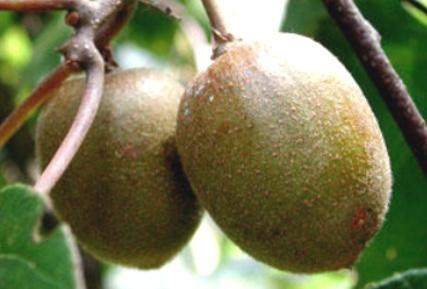 水城猴場(chǎng)紅心獼猴桃