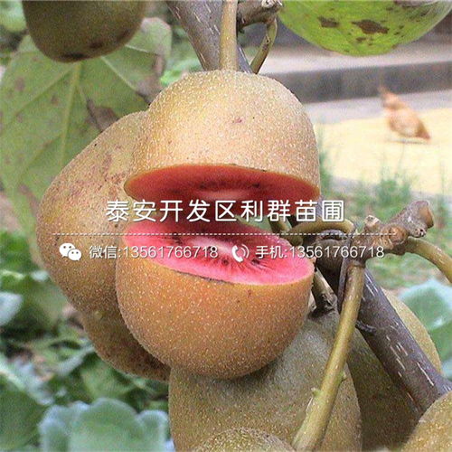 紅心獼猴桃苗價(jià)格 紅心獼猴桃苗多少錢(qián)一棵