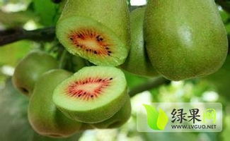 紅心獼猴桃簡介 綠果獼猴桃品種