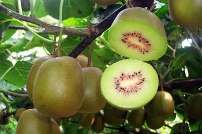 【拼團】“紅色軟黃金”云南屏邊紅心獼猴桃新鮮來襲!_美食_網