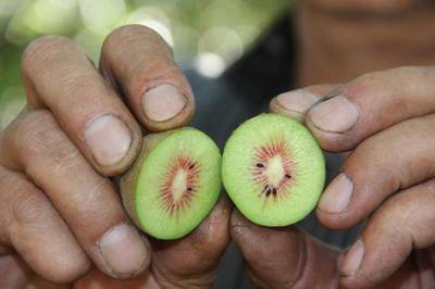 云南羅平:古稀老人種出紅心獼猴桃
