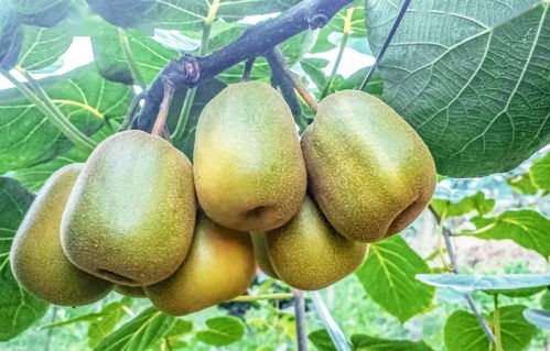 你饞了嗎 高縣紅心獼猴桃上市,還不快來(lái)