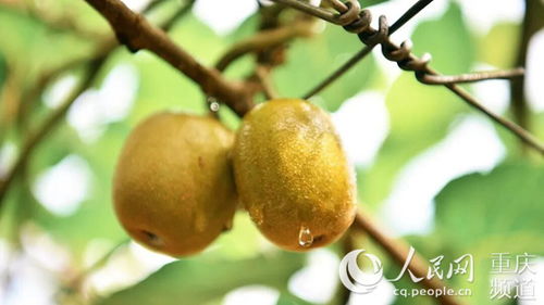 南岸采摘季 20箱紅心獼猴桃免費(fèi)送