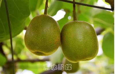 擺金鎮(zhèn)馬道村紅心獼猴桃豐收了