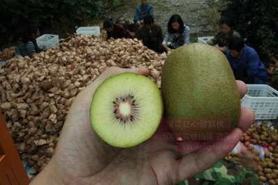 貴州遵義有機(jī)紅心獼猴桃栽培技術(shù)有哪些重點(diǎn)