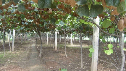 白龍橋鎮(zhèn)百畝紅心獼猴桃臨近采摘季