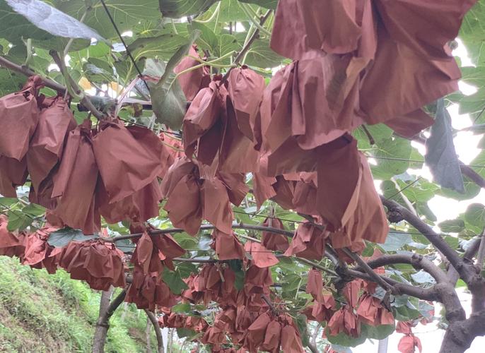 六盤水必嘗特產(chǎn):紅心獼猴桃