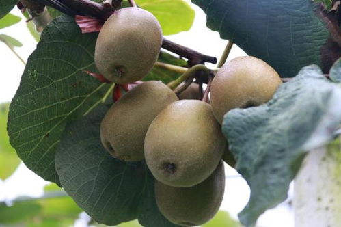 中國農(nóng)民豐收節(jié)暨騰沖紅心獼猴桃采摘節(jié)9月8日啟動 小伙伴們約嗎