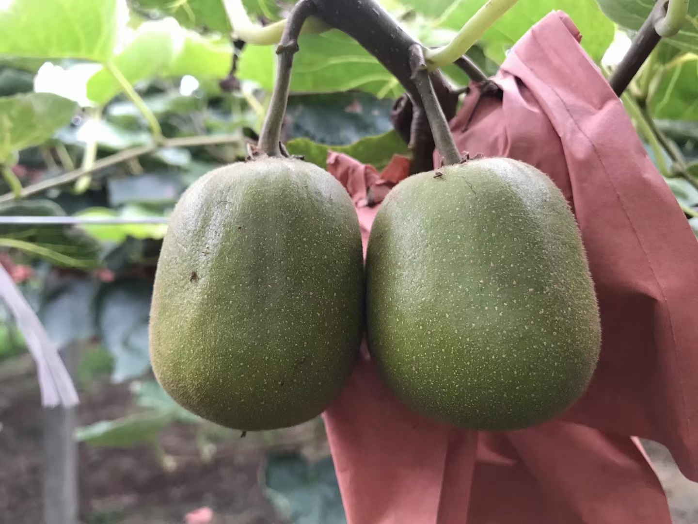 #農(nóng)家果園 紅心獼猴桃果肉細(xì)嫩、香氣濃郁、口感香甜清爽、酸度極低-今日頭條