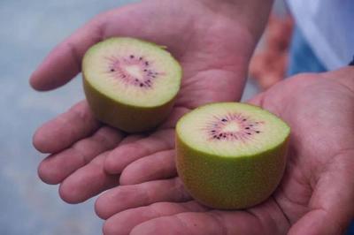 樂山這里的獼猴桃熟啦!采摘攻略請收下→