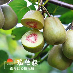 南丹紅心獼猴桃 30個 單果80g 全國包郵