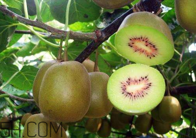 紅陽獼猴桃多少錢一斤 紅心獼猴桃產量