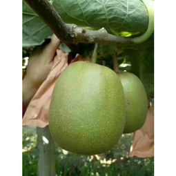 蒲江正宗紅陽紅心獼猴桃 精品禮盒裝，鮮美多汁的特大果