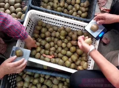 平凡植物提現出來的“獼猴桃精神”——紅心獼猴桃的啟示