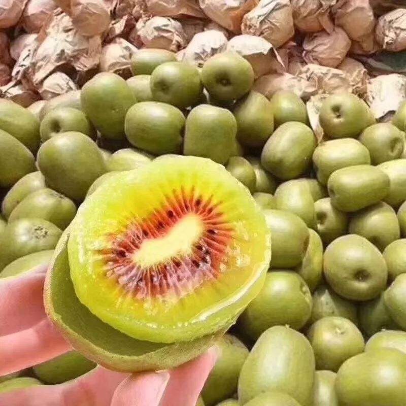 南部紅心獼猴桃在浙江推介 一次特殊的機遇