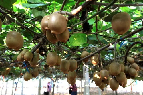 果然新鮮，青白江的這些特色水果你吃過多少？