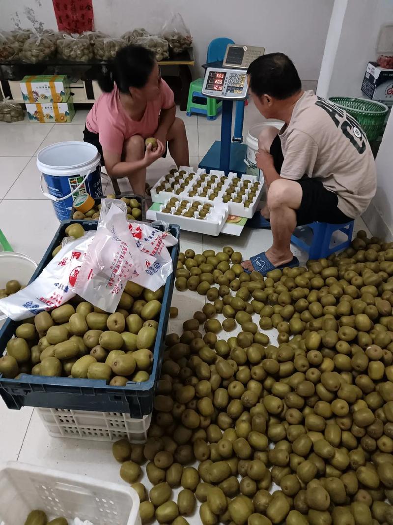 自家種植紅心獼猴桃，純天然綠色食品新鮮采摘