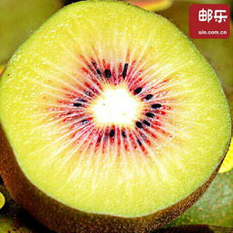 樂業紅心獼猴桃 優品果，區外銷售的綠色佳品